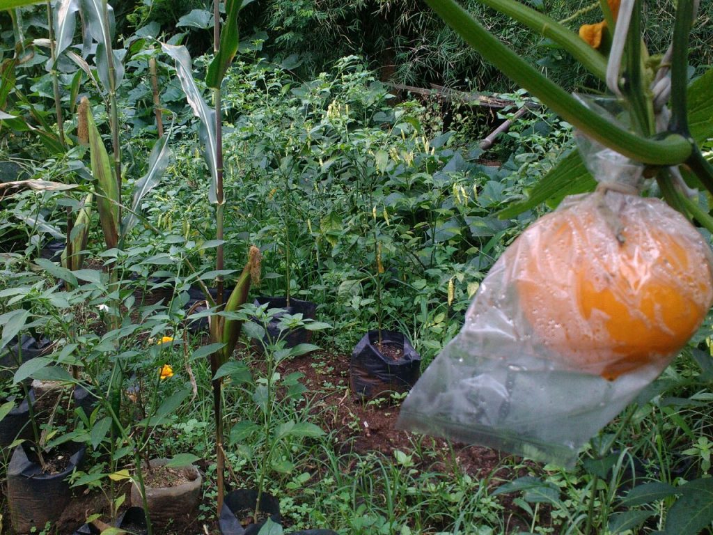 Kabocha & cabe