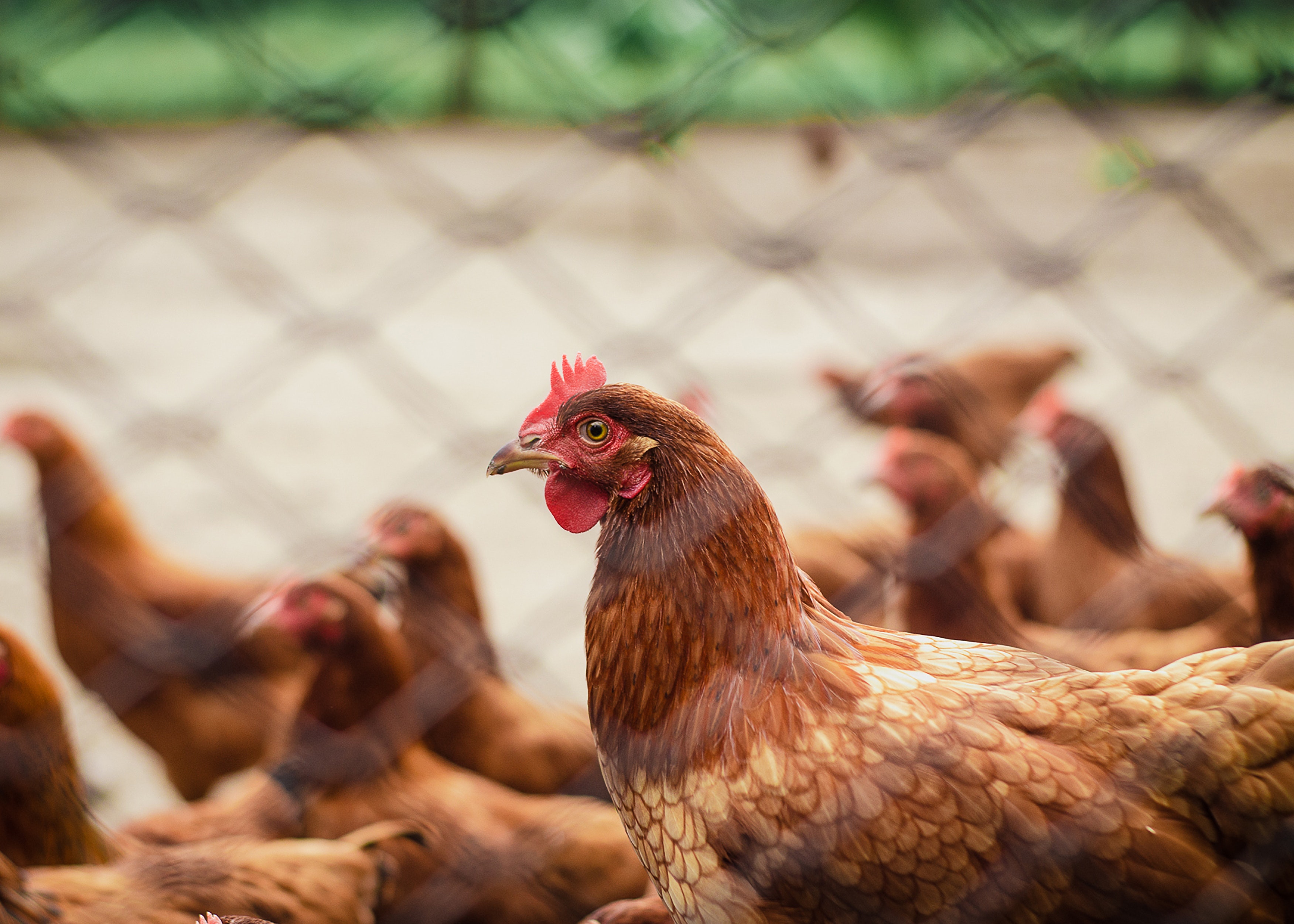 Bisnis Ayam Potong, Peluangnya Besar!